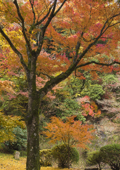 紅葉谷公園の紅葉_d0163550_21471139.jpg