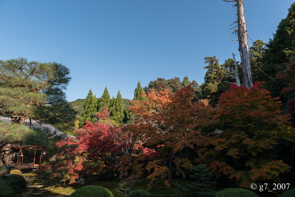 京都の紅葉 2014　〜泉涌寺別院 雲龍院〜_f0152550_228010.jpg