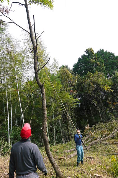 原木しいたけ 2年後の収穫へ向け、原木の伐採 その2_a0254656_17352733.jpg
