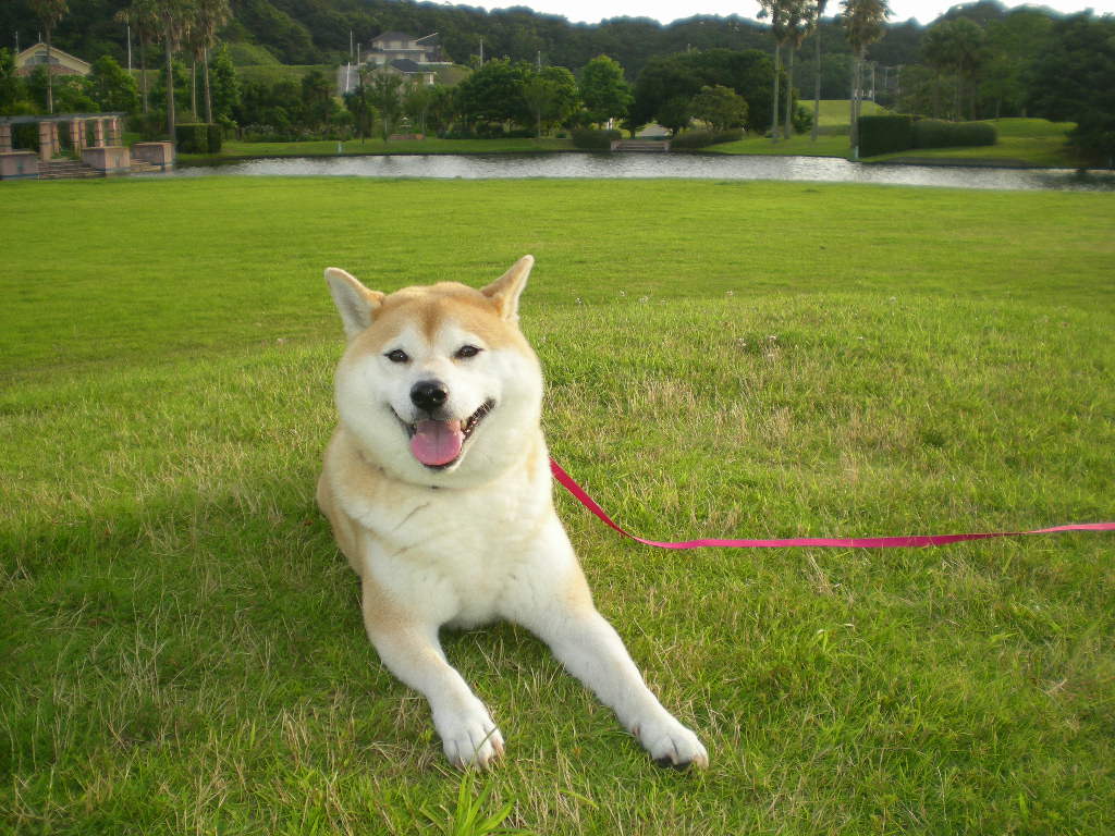 ’14,11,26(水)「赤毛のアン」とウクレレとエビフライ!_f0060461_17175360.jpg