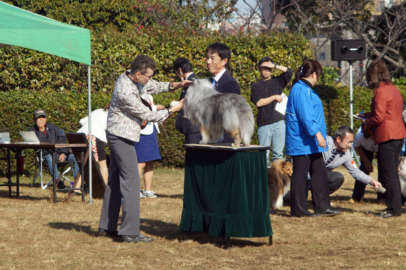 神奈川南シェルティ部会展_f0126965_20281137.jpg