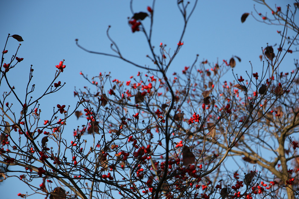 紅葉　　　EOS 70D_b0319266_21111929.jpg