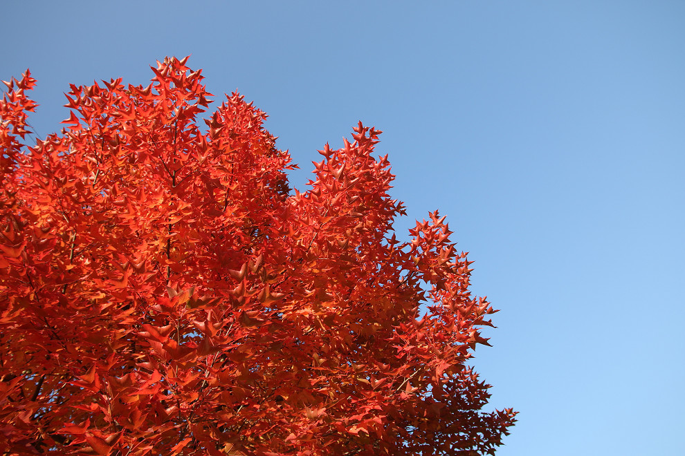 紅葉　　　EOS 70D_b0319266_21112563.jpg