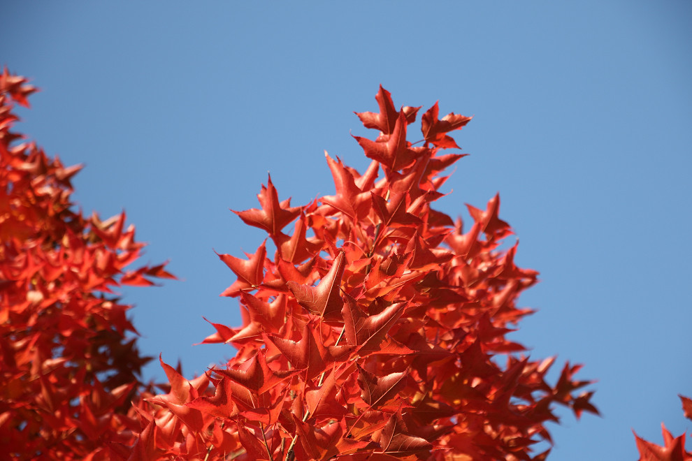 紅葉　　　EOS 70D_b0319266_21112838.jpg