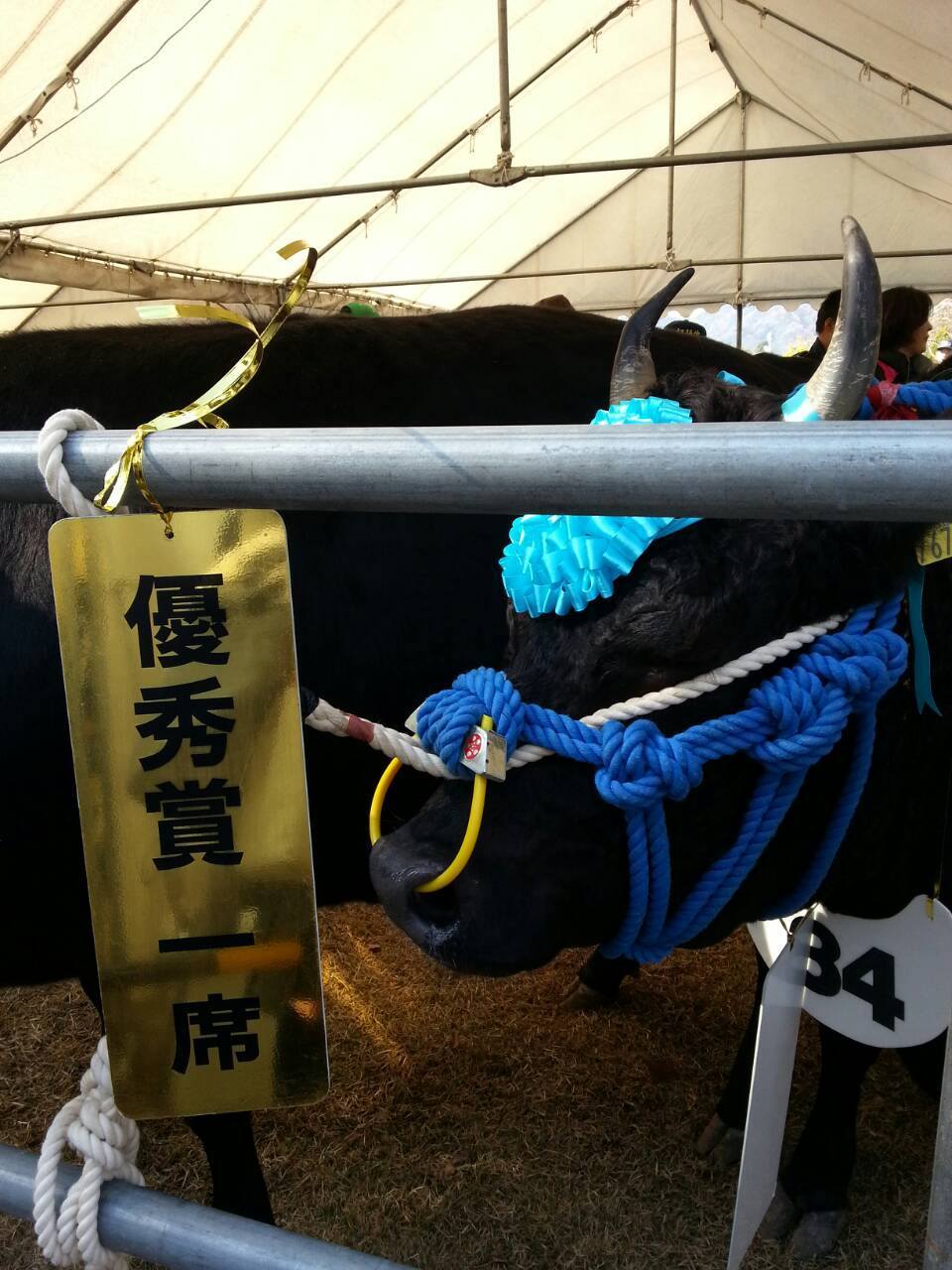 鮪に負けませんよ~_e0252966_11442864.jpg