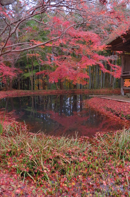 岩手で…紅く_b0311168_8424759.jpg