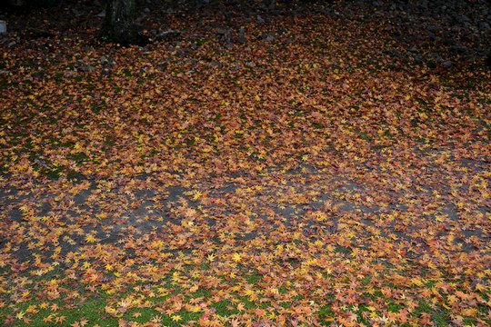 源氏の社の紅葉_b0102572_16482777.jpg