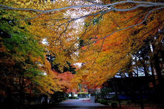 源氏の社の紅葉_b0102572_1648967.jpg