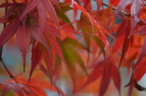 二代目紅葉、色づきました(^^_d0230676_15333470.jpg