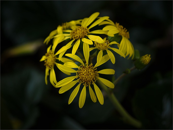 11月*赤塚オフ*お花_a0161380_0315648.jpg