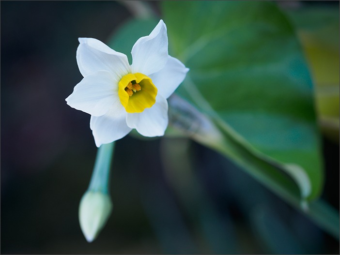 11月*赤塚オフ*お花_a0161380_039664.jpg