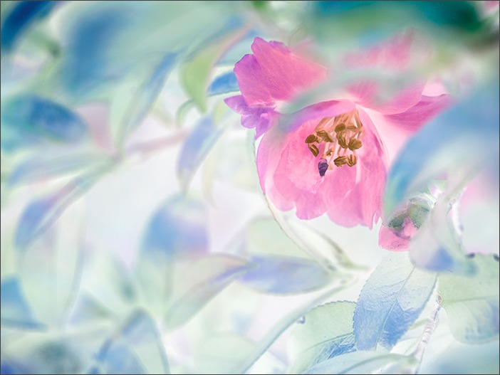 11月*赤塚オフ*お花_a0161380_04311.jpg