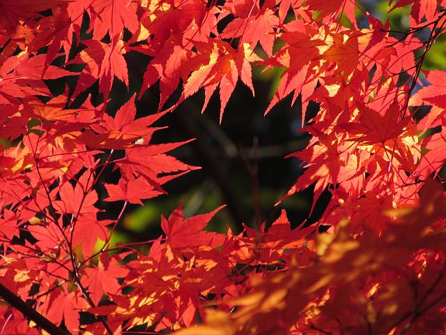 141124 神峰山寺からポンポン山_d0036883_2332799.jpg