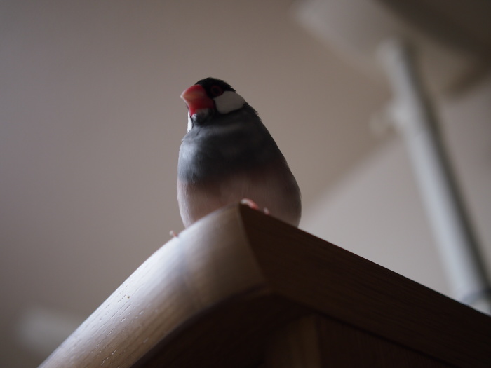 おデブかなこ 文鳥かなこの日記