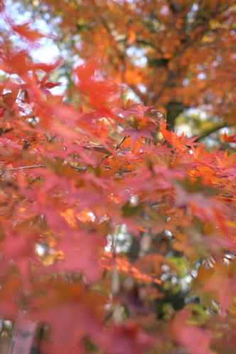 京都：河合神社　①_f0222387_210959.jpg