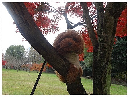 雨が止んだその隙に♪♪さくら♪♪とお散歩　紅葉その１_b0175688_09142814.jpg