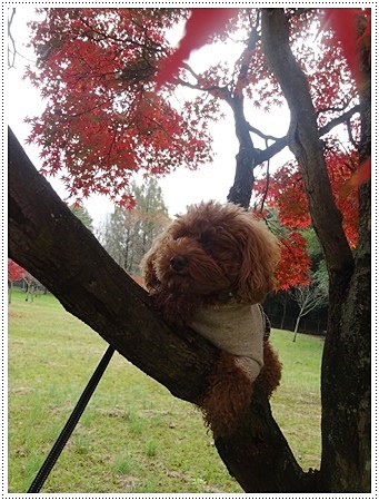 雨が止んだその隙に♪♪さくら♪♪とお散歩　紅葉その１_b0175688_09142890.jpg