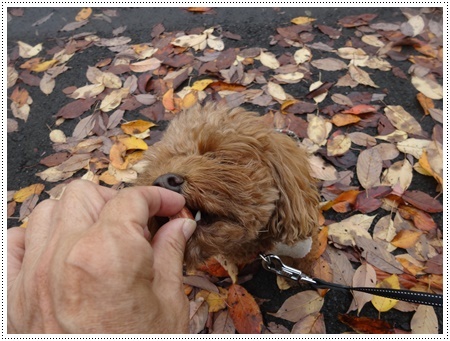 雨が止んだその隙に♪♪さくら♪♪とお散歩　紅葉その１_b0175688_09191194.jpg