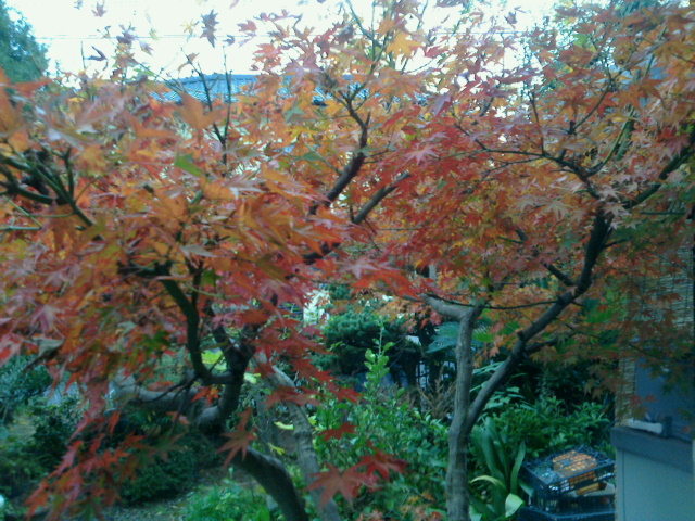 庭のもみじの紅葉_b0057590_1053535.jpg