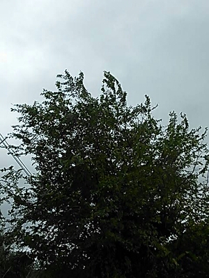 a0267099_62799.jpg