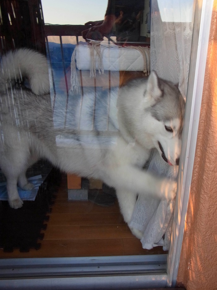 ごろんごろん 犬連れへんろ 二人と一匹のはなし ごろんごろん 犬連れへんろ 二人と一匹のはなし