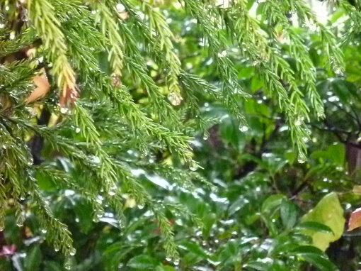 つくばに戻りましたが、京都での観光備忘録　鷹峯の常照寺へ_b0254207_23313454.jpg