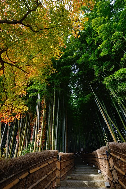 2014京都の紅葉・嵯峨嵐山　化野念仏寺_f0032011_19393783.jpg