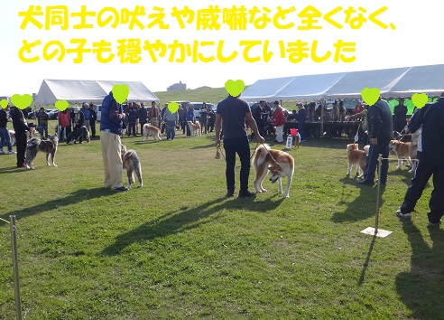 秋田犬展覧会を初見学♪_f0121712_548753.jpg