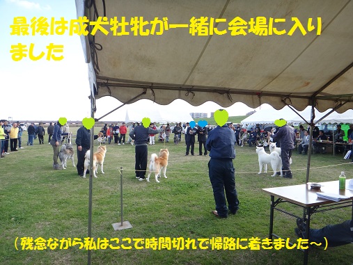 秋田犬展覧会を初見学♪_f0121712_6125868.jpg