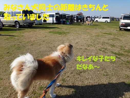 秋田犬展覧会を初見学♪_f0121712_6334266.jpg