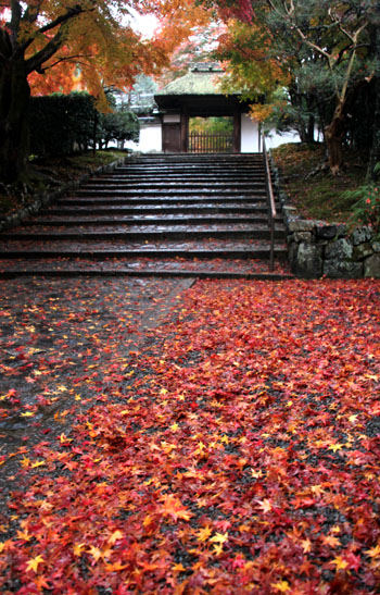 14紅葉めぐり 45  安楽寺_e0048413_20125352.jpg