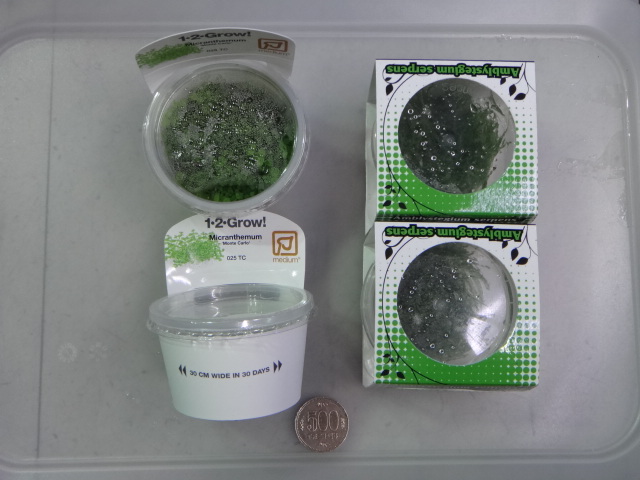 141126 熱帯魚・水草・観葉植物_f0189122_13203710.jpg