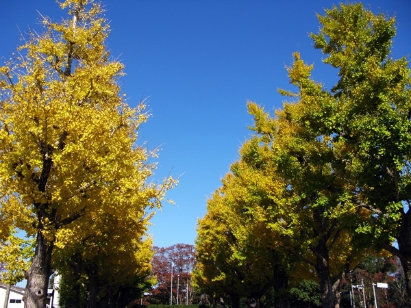 おかげ横丁近辺 紅葉(黄葉)情報_f0129726_21402896.jpg