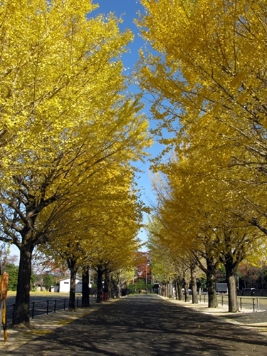 おかげ横丁近辺 紅葉(黄葉)情報_f0129726_22050009.jpg