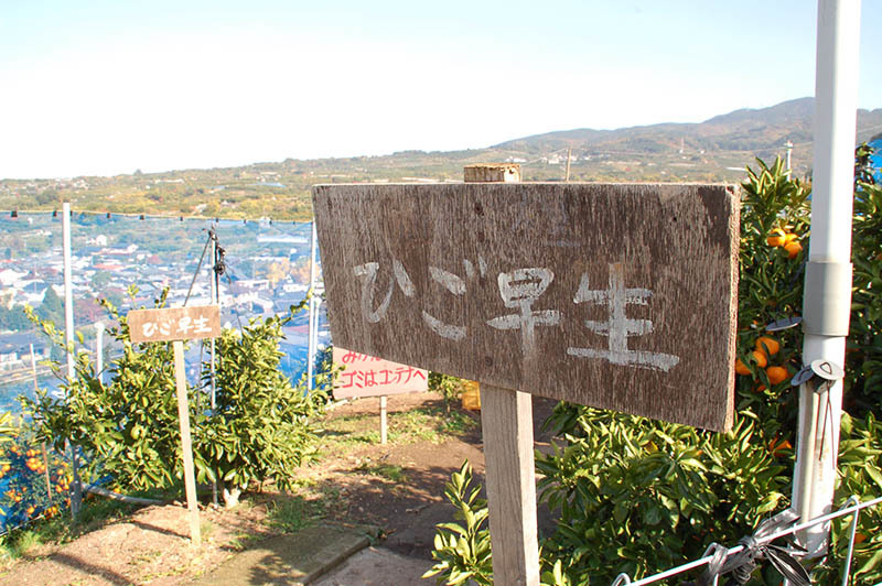 酸いも甘いも　まず一歩　気持ちを込めて　”一日限りの快晴とミカン狩り”_b0322732_21013982.jpg