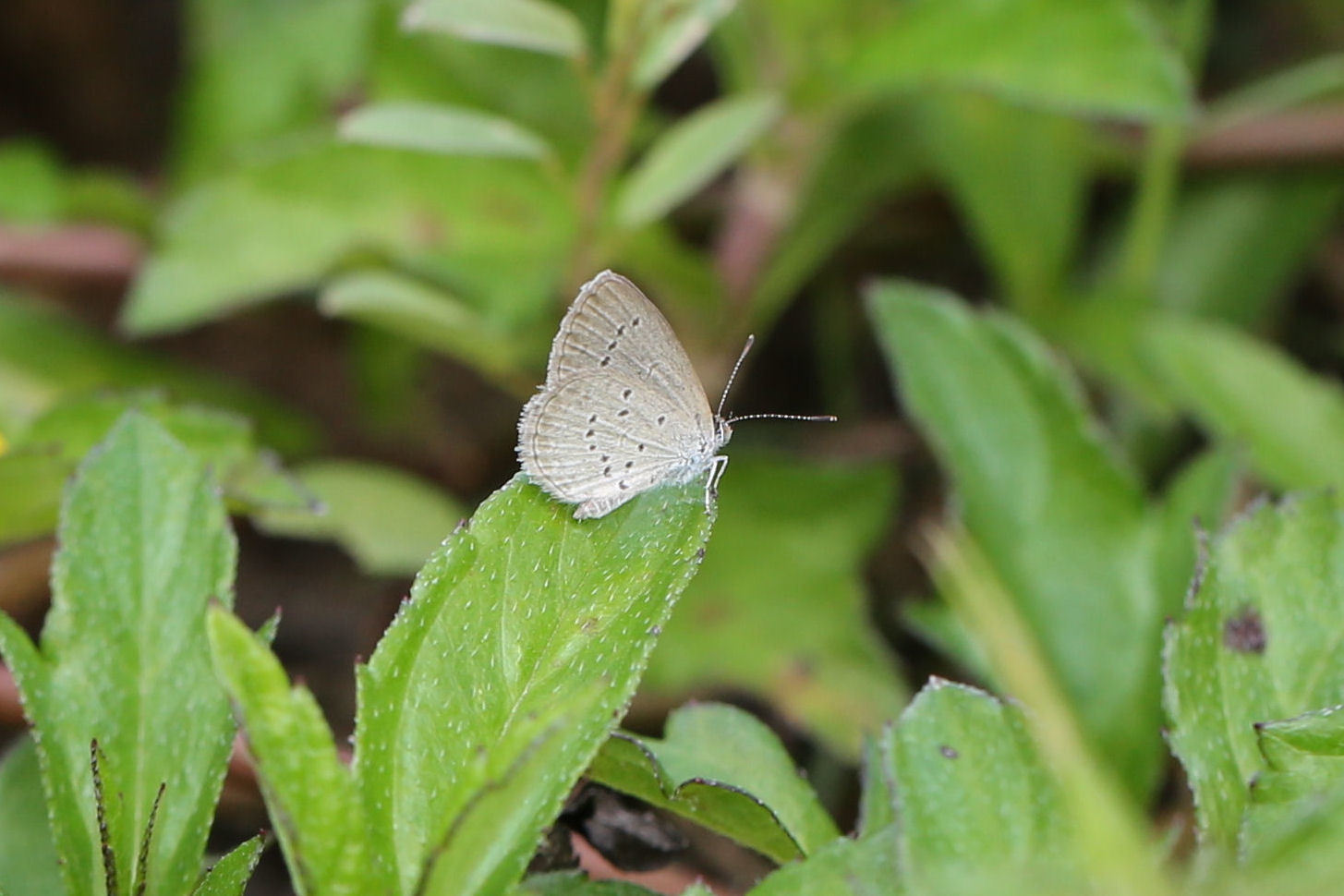 ベトナムで見かけた蝶（Vietnam、20141124-25） : Butterfly & Dragonfly