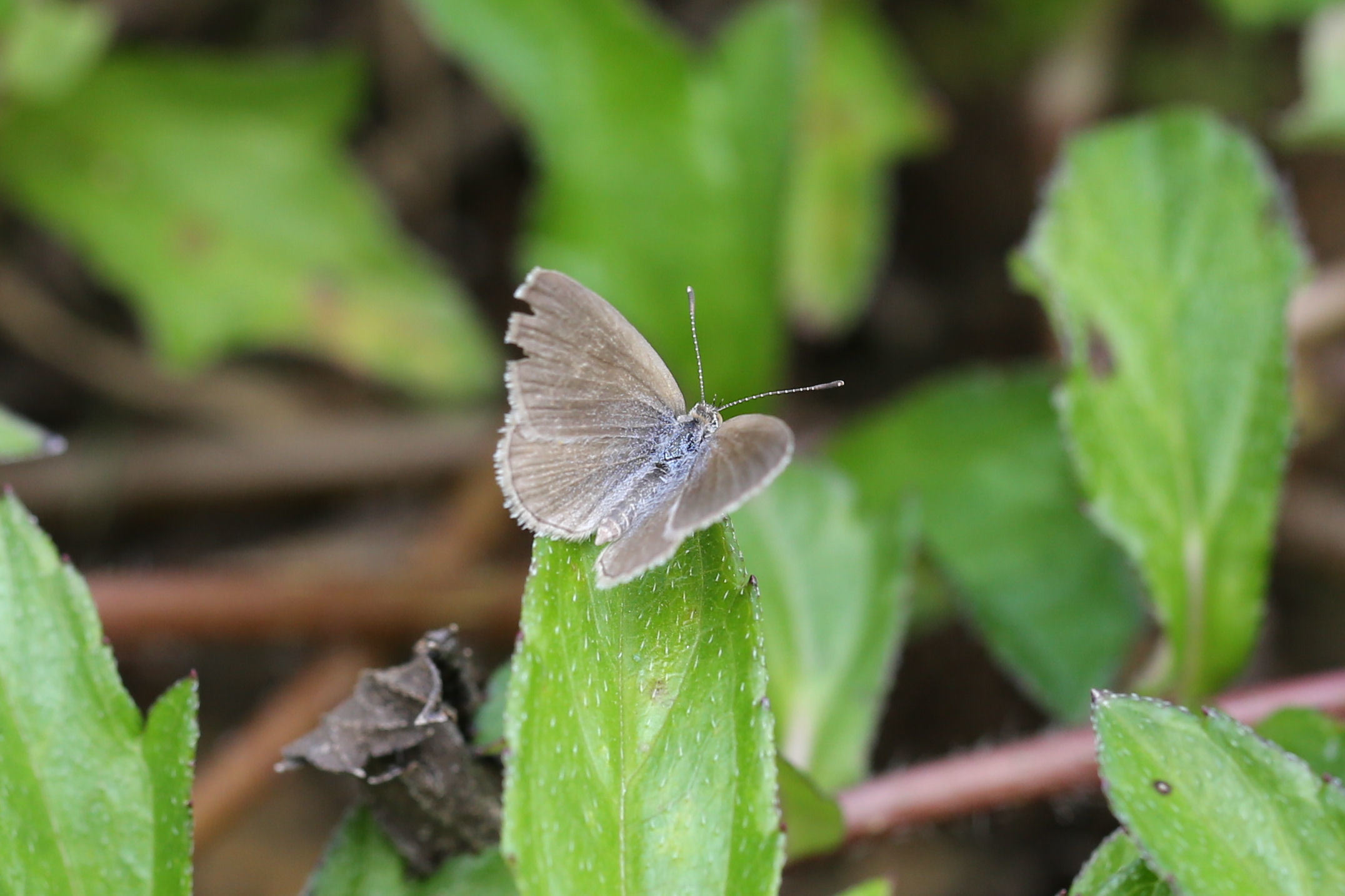 ベトナムで見かけた蝶（Vietnam、20141124-25） : Butterfly & Dragonfly
