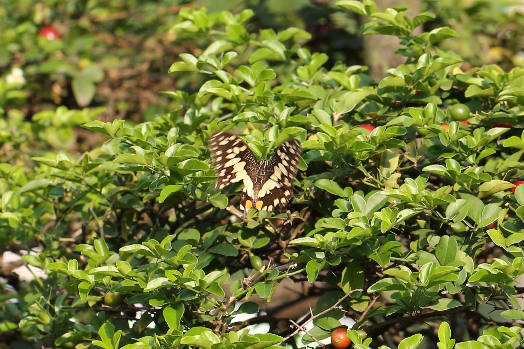 ベトナムで見かけた蝶（Vietnam、20141124-25） : Butterfly & Dragonfly