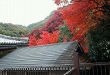 紅葉が見頃です♪_d0118053_16104361.jpg
