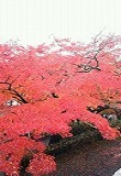 紅葉が見頃です♪_d0118053_1610588.jpg