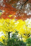 紅葉が見頃です♪_d0118053_1616454.jpg