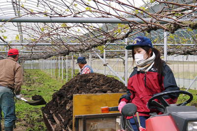 熊本ぶどう 社方園 貯蔵用分を蓄えさせるためのお礼肥え(基肥)散布作業 その1_a0254656_18471774.jpg