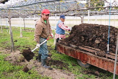 熊本ぶどう 社方園 貯蔵用分を蓄えさせるためのお礼肥え(基肥)散布作業 その1_a0254656_18521652.jpg