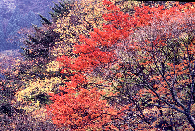 深山は錦秋になりました_f0231460_10424584.jpg