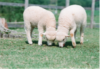 あなたのとっておきの“動物の赤ちゃん写真”大募集!_b0043961_15274527.jpg