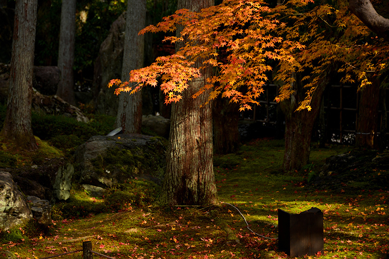 しょうざん庭園　紅葉_c0317868_19350043.jpg