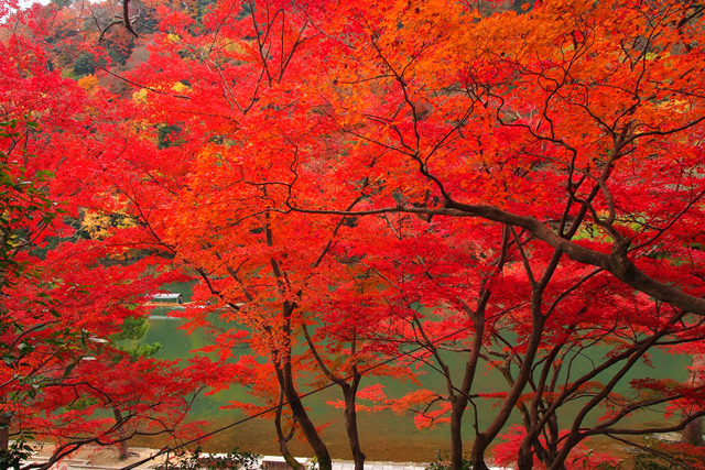 2014年11月27日(木) 紅葉MAX!_b0137083_18374530.jpg