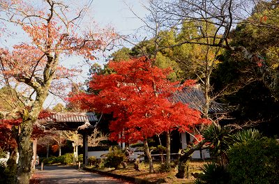 天野山金剛寺境内　③_c0229483_21192266.jpg