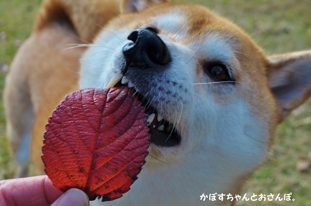 食べられる?_a0126590_00482034.jpg