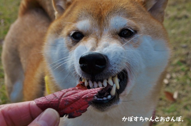 食べられる?_a0126590_00483010.jpg